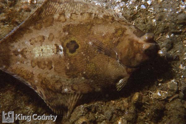 Photo of C-O Sole - Pleuronichthys coenosus